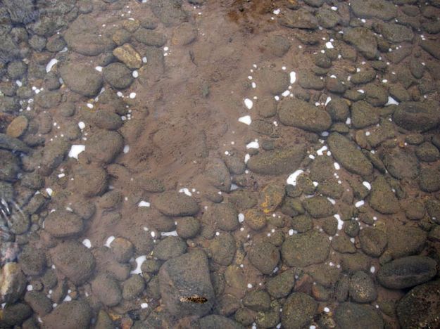 White globules. Photo by Wyoming Game & Fish.