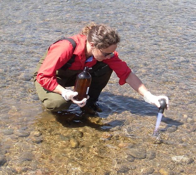 Siphoning up globules. Photo by Wyoming Game & Fish.