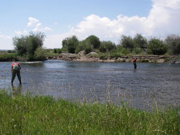 In the river. Photo by Wyoming Game & Fish.