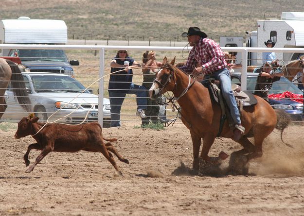 Calf Roping. Photo by Clint Gilchrist, Pinedale Online.