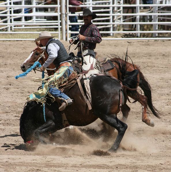 Nose Dive. Photo by Dawn Ballou, Pinedale Online.