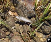 Another dead fish. Photo by Wyoming Game & Fish.