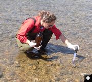 Siphoning up globules. Photo by Wyoming Game & Fish.