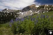 McDougal Lupine. Photo by Dave Bell.