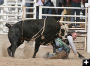 Almost Stepped On. Photo by Dawn Ballou, Pinedale Online.