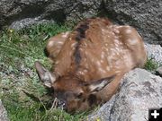 Elk Calf. Photo by Kody Pivik .