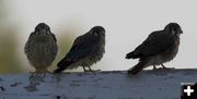 Kestrel Chicks. Photo by Dave Bell.