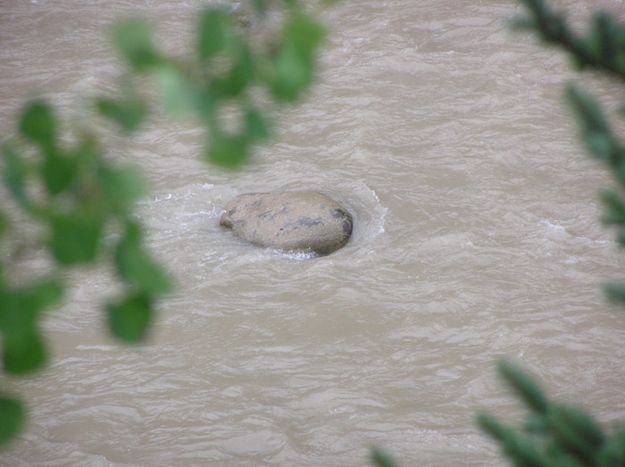 Muddy Water. Photo by David Rule.