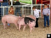 Pee Wee Showmanship. Photo by Clint Gilchrist, Pinedale Online.