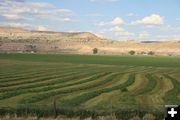 Hayfields. Photo by Dawn Ballou, Pinedale Online.