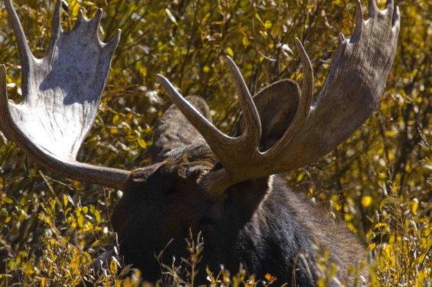 Bull Moose. Photo by Dave Bell.