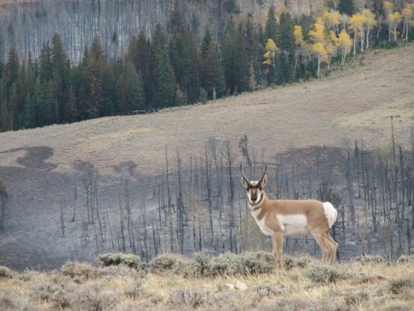 Antelope Burn. Photo by Kenna Tanner.