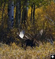 Bull Moose in brush. Photo by Dave Bell.