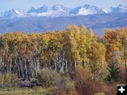 Aspens and the Winds. Photo by Scott Almdale.