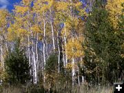 Yellow Aspens. Photo by Scott Almdale.