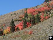 Color on the side hills. Photo by Scott Almdale.