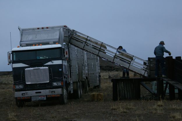 Loading. Photo by Cat Urbigkit.