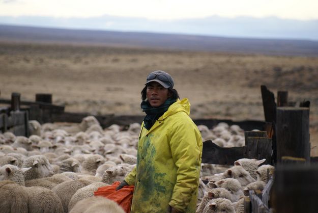 Herder. Photo by Cat Urbigkit.