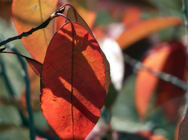 Virbrant Reds. Photo by Cyd Goodrich.