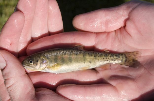 Fingerlings. Photo by Wyoming Game & Fish.