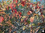 Fall leaves. Photo by Cyd Goodrich.