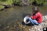 Into the creek. Photo by Wyoming Game & Fish.