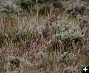 Sagegrouse blending in. Photo by Pinedale Online.