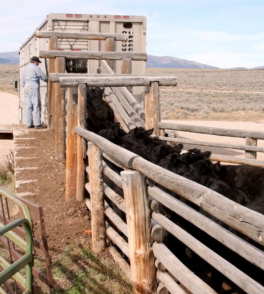 Loading the heifers. Photo by Joy Ufford.