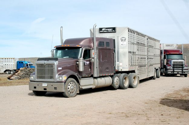 Stock Trucks Waiting. Photo by Joy Ufford.