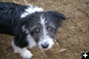 Intent Pup. Photo by Cat Urbigkit.