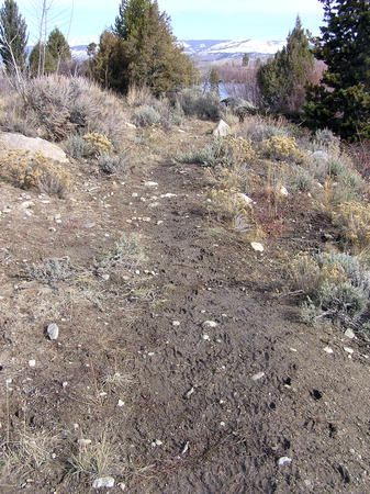 More deer prints than people. Photo by Dawn Ballou, Pinedale Online.