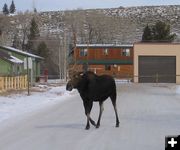 Moose be Christmas!. Photo by Mike Gilmore.