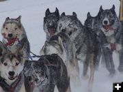 Frosty Dogs. Photo by Scott Almdale.