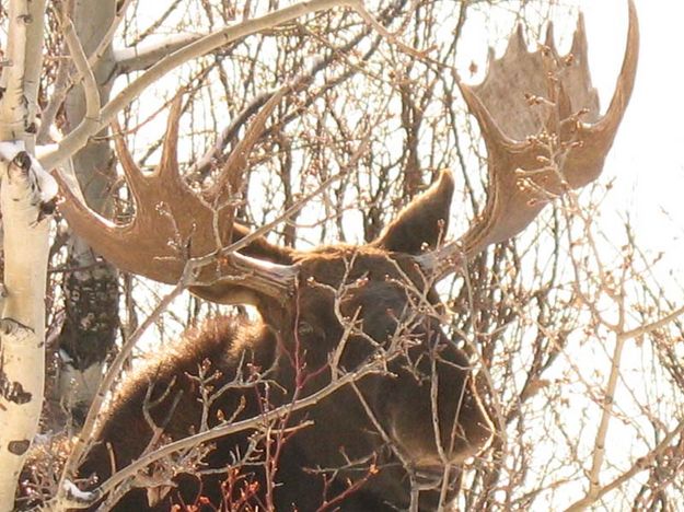 Bull Moose. Photo by Joe Zuback.