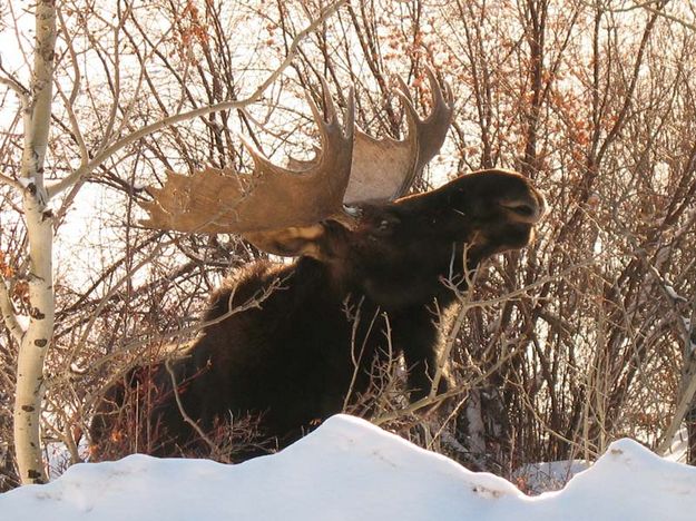 Having a bite. Photo by Joe Zuback.