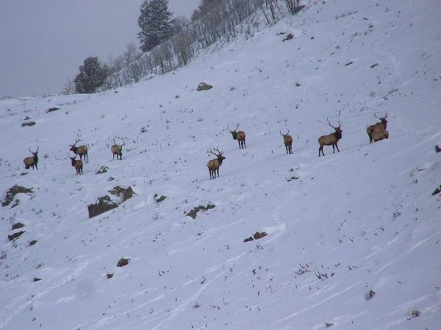 On the sidehills. Photo by Ranae Lozier.