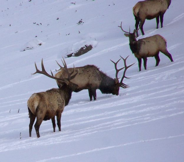 Elk stay close. Photo by Ranae Lozier.