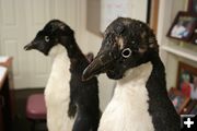 Adelie Penguins. Photo by Dawn Ballou, Pinedale Online.