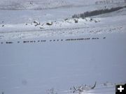 Elk on the lake. Photo by Ranae Lozier.