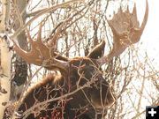 Bull Moose. Photo by Joe Zuback.