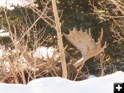 Big antlers. Photo by Joe Zuback.