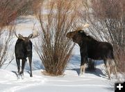 Big Bulls. Photo by Terri and Joe Zuback.