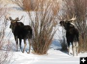 Duck Creek Moose. Photo by Joe and Terri Zuback.