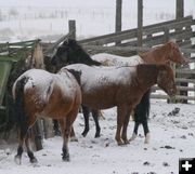 Snowy Horses. Photo by Dawn Ballou, Pinedale Online.