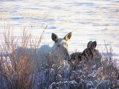 Albino Moose. Photo by Richard Kaumo.