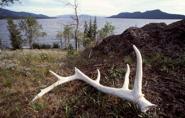 Elk Antler shed. Photo by National Park Service NPS.