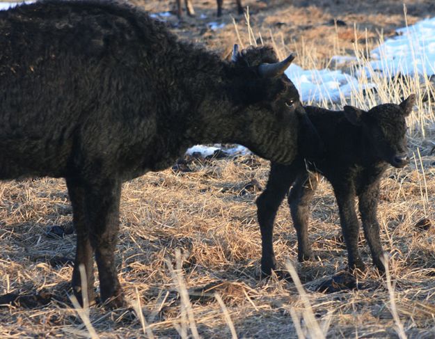 New calf. Photo by Dawn Ballou, Pinedale Online.