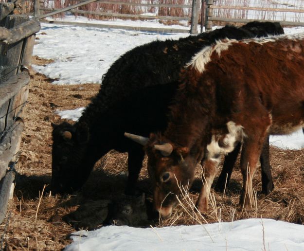 Everyone looks. Photo by Dawn Ballou, Pinedale Online.