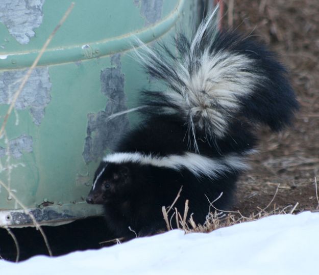 Hiding Hole. Photo by Dawn Ballou, Pinedale Online.