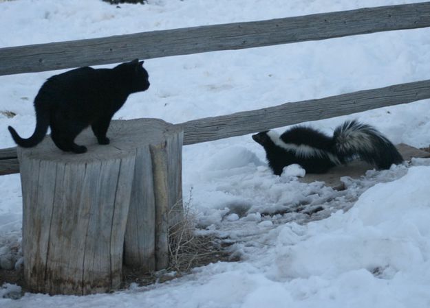 Cautiously Curious. Photo by Dawn Ballou, Pinedale Online.